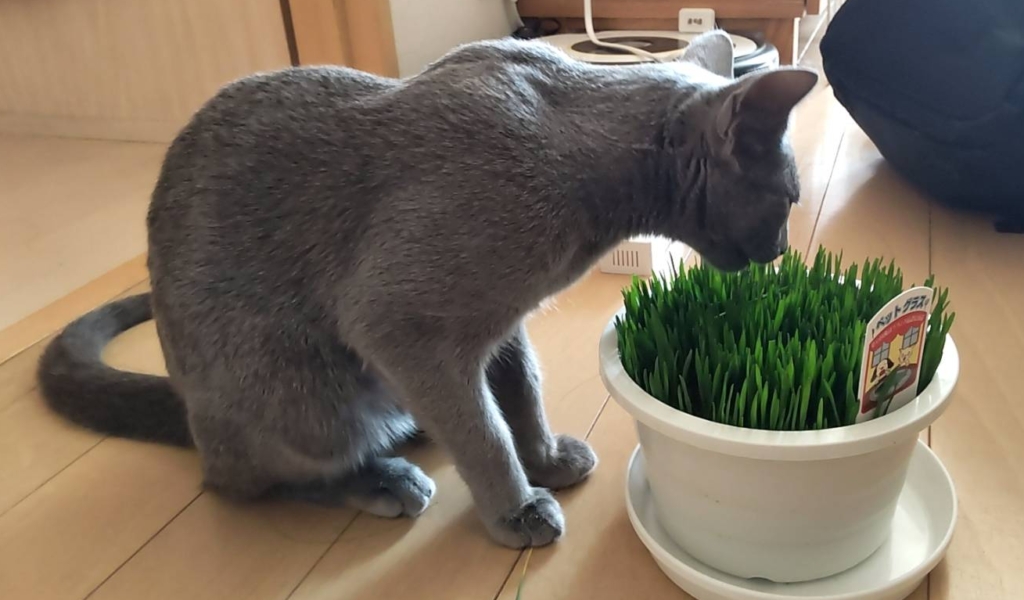 ムティアン治療猫スーザン　ペットグラス旨い