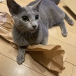 ムティアン治療猫スーザン　何が悪いの？